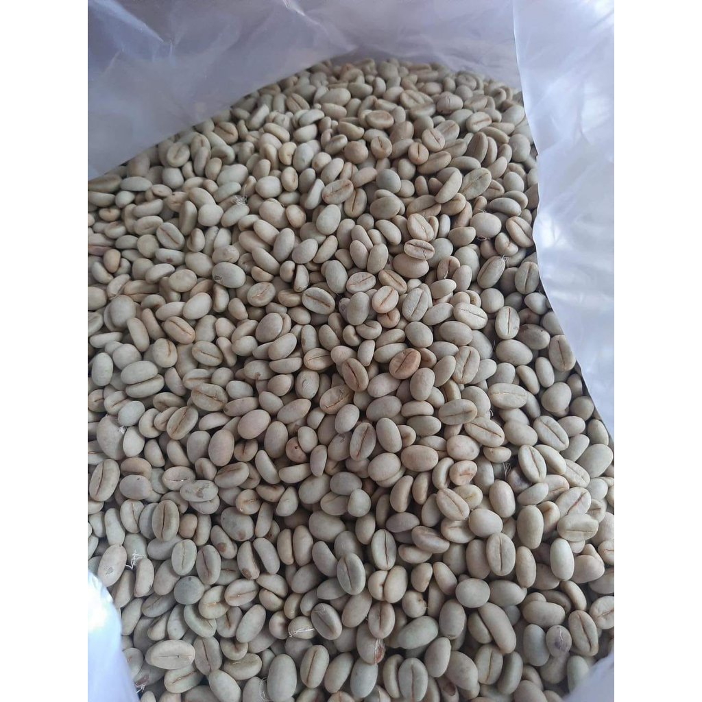 1kg HẠT Giống cà phê vối TRS1 (gói 1kg)