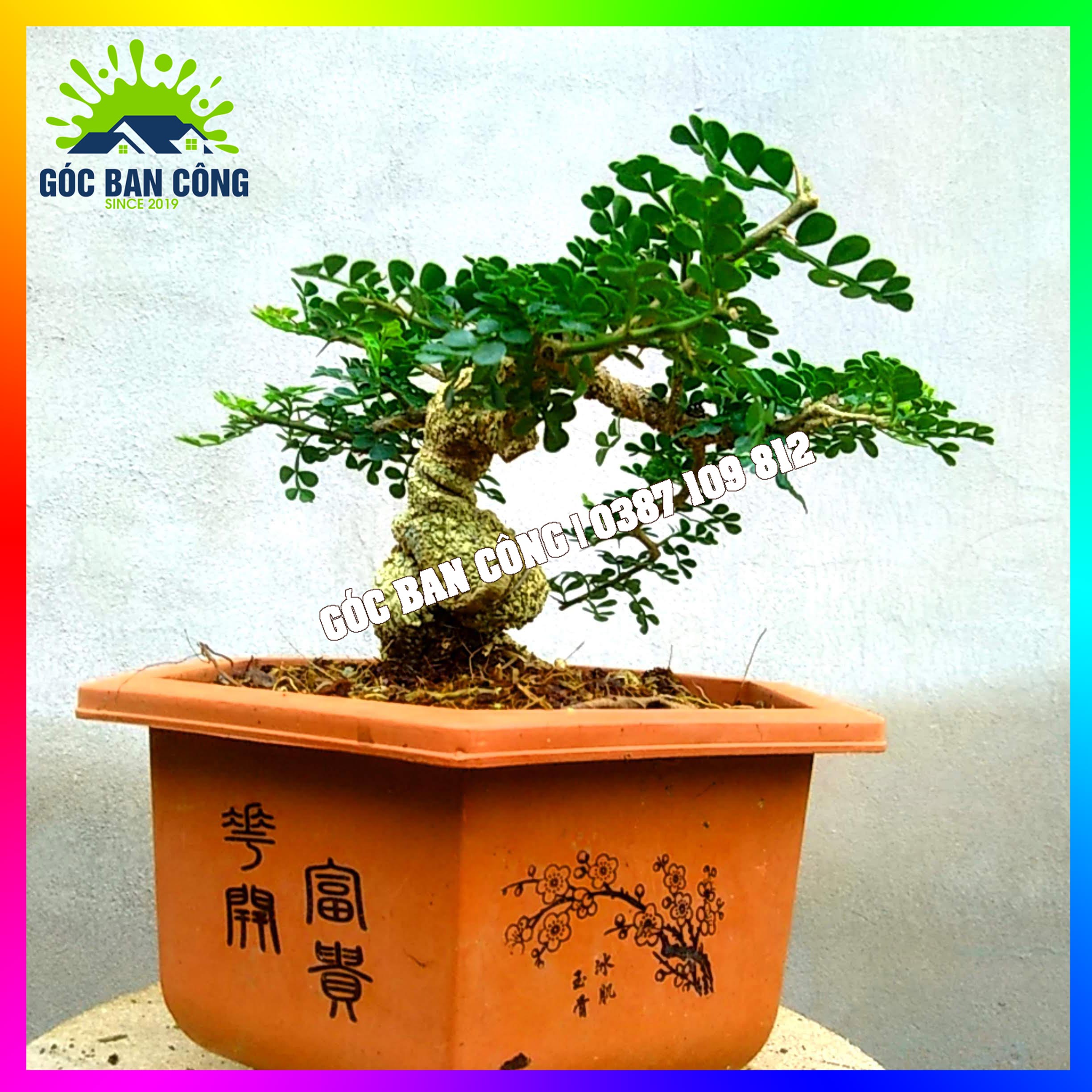 Cây Cần Thăng Bonsai Mini - CTHBS03