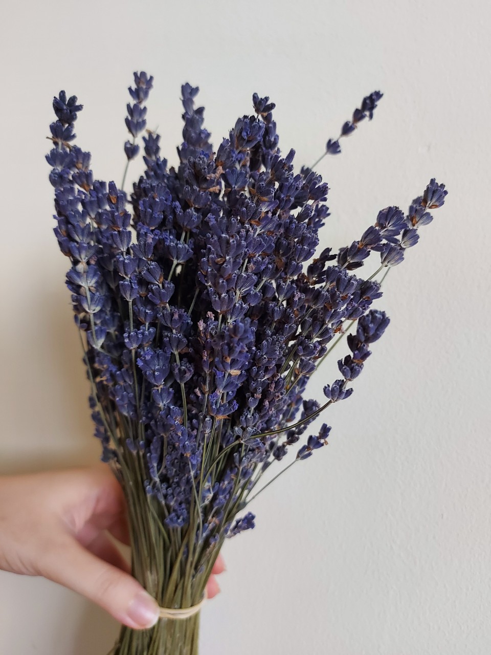 Bó Lavender khô Pháp 300 cành