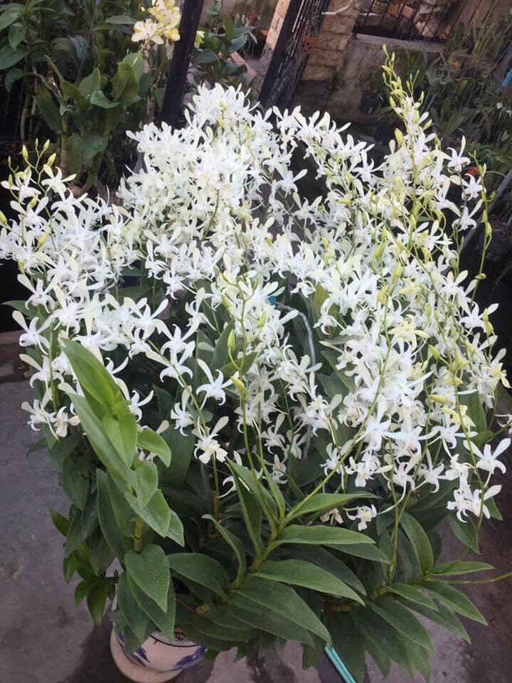 Hoa lan denro nắng thơm CC.White