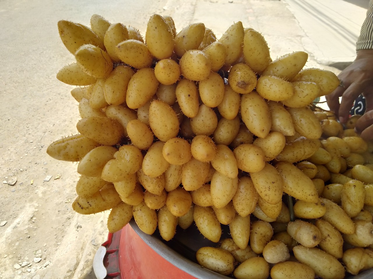 CỦ LÙN TƯƠI HÀNG LỚN