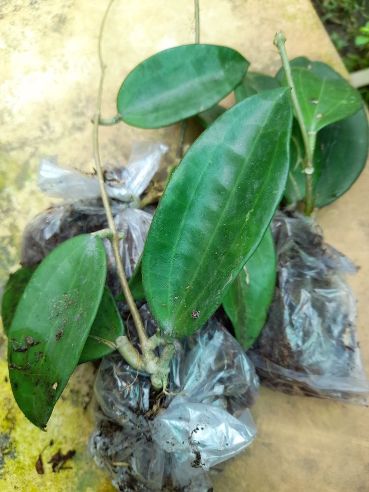 Cây giống lan cẩm cù
