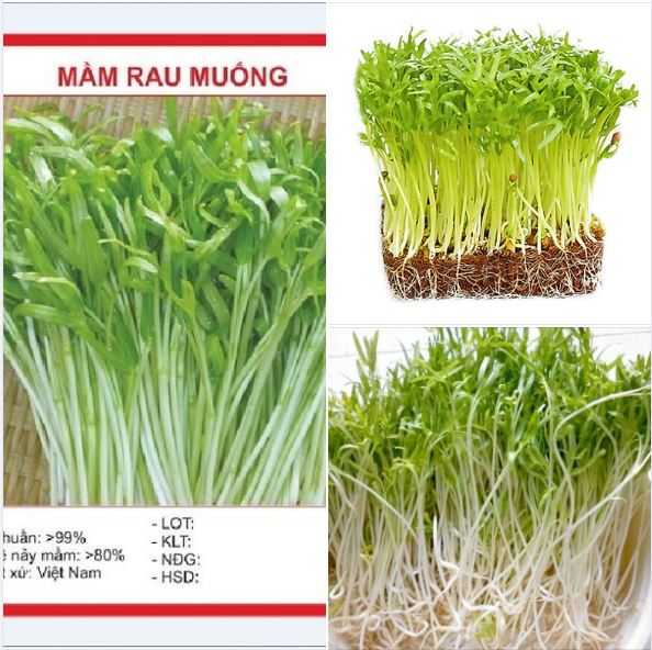 Hạt Giống Mầm Rau Muống - 50 gr