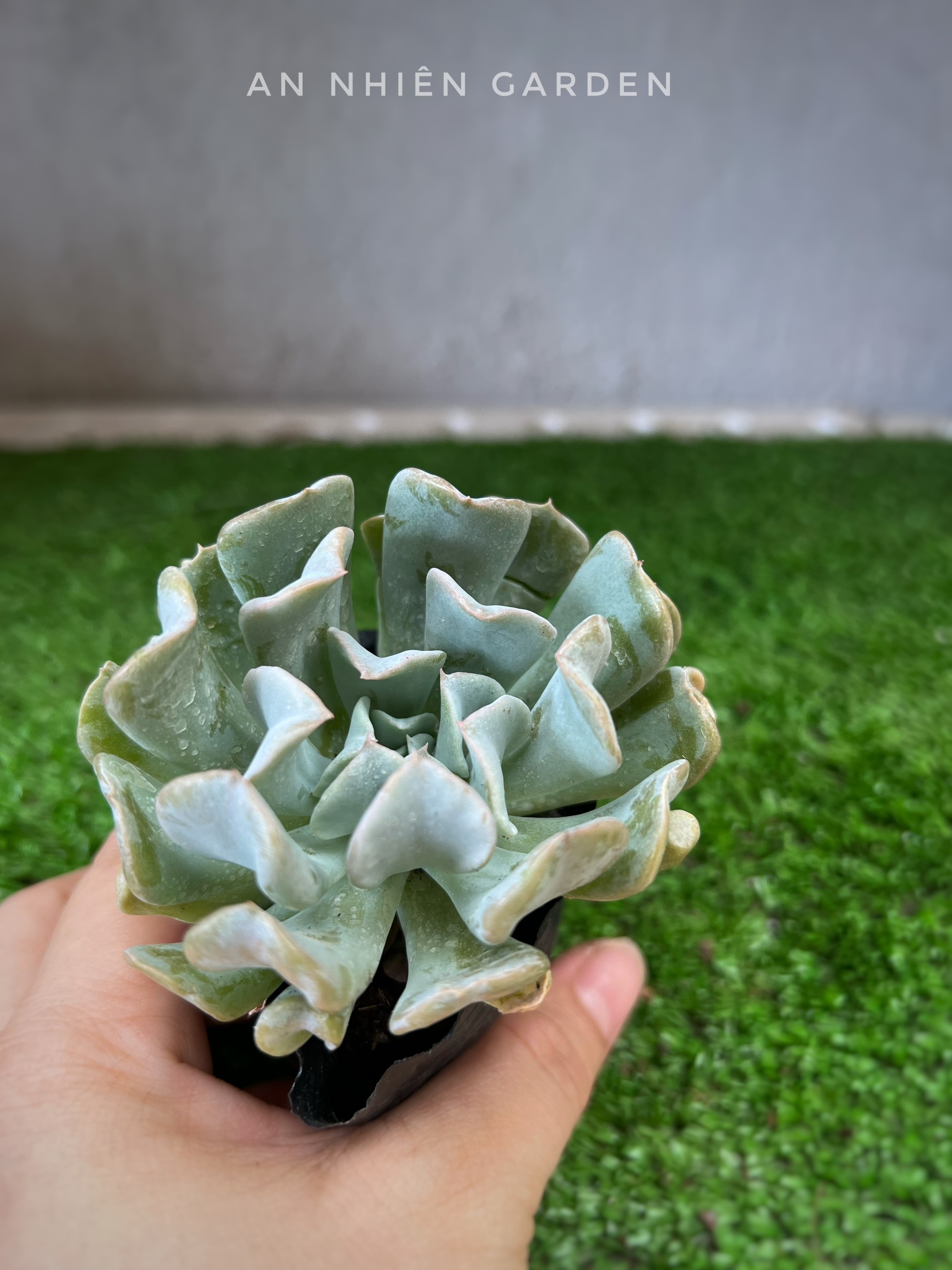 Sen đá cúc trắng size bầu kt 5-7cm- xuất xứ đà lạt, khoẻ đẹp,lỗi 1 đổi 1