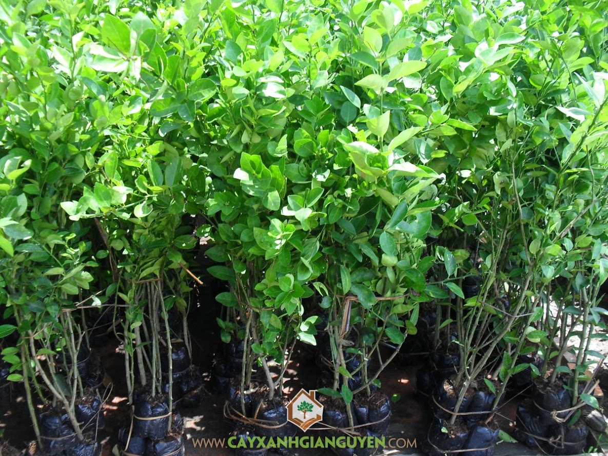 CÂY GIỐNG CHANH GIẤY KHÔNG HẠT [ GIỐNG MỚI - SIÊU SỚM ].