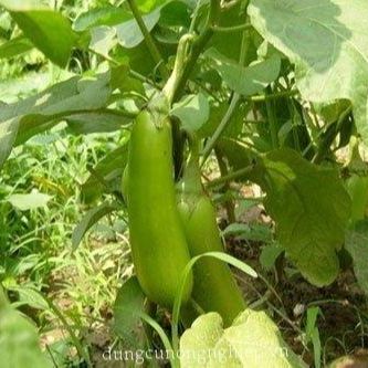 Hạt Giống Cà Xanh Mỡ Sai Trái (0.5gr)