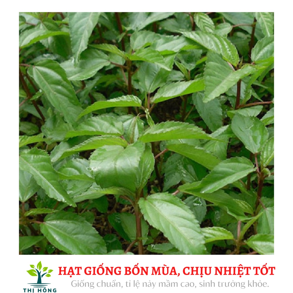 Hạt giống rau đay đỏ 20g (lá nhỏ, giống bản địa, ăn ngon)