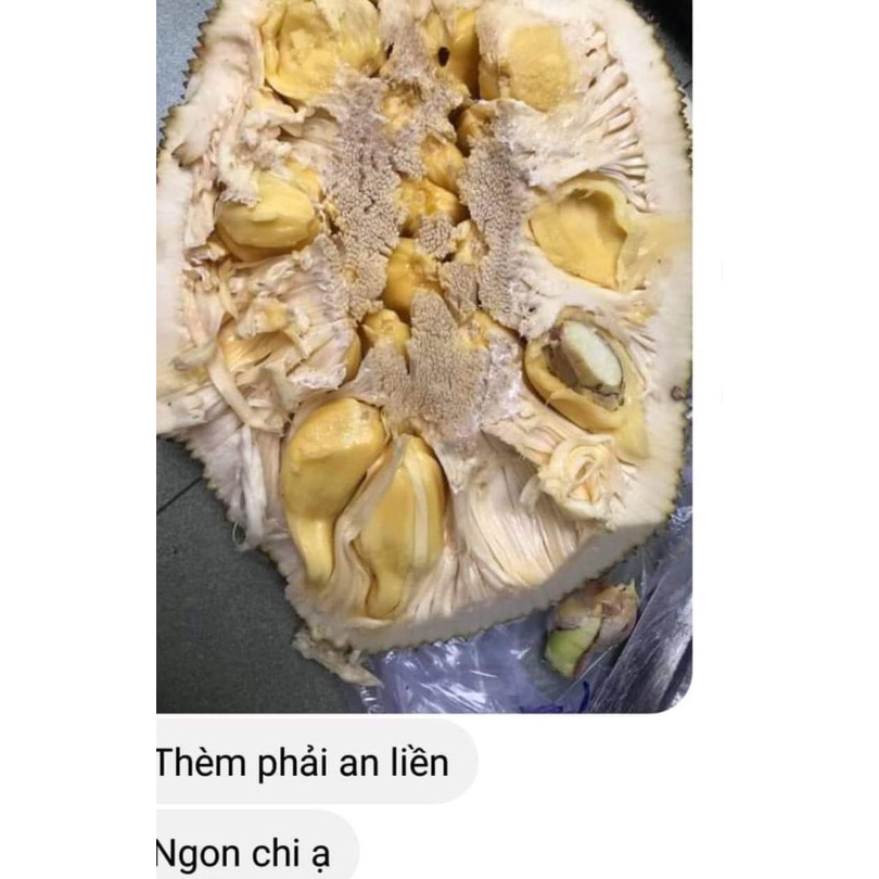 Cây Giống Mít ướt (cây ghép siêu sớm trái)