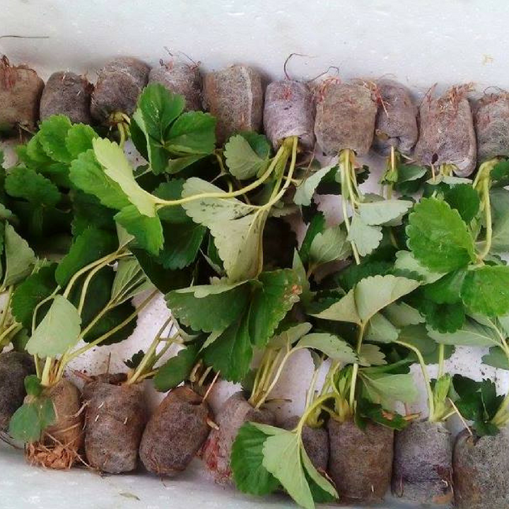 Combo 50 cây dâu ngó Đá Mỹ Đà Lạt - Dâu kiểng