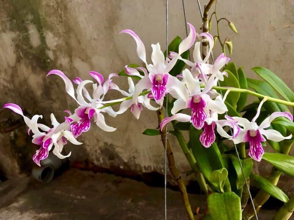 HOA LAN DENRO URAWAN NẮNG THƠM