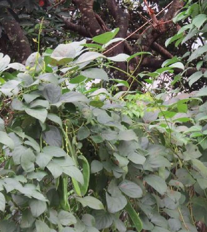 Hạt giống đậu ngự CT154 - Gói 10 hạt