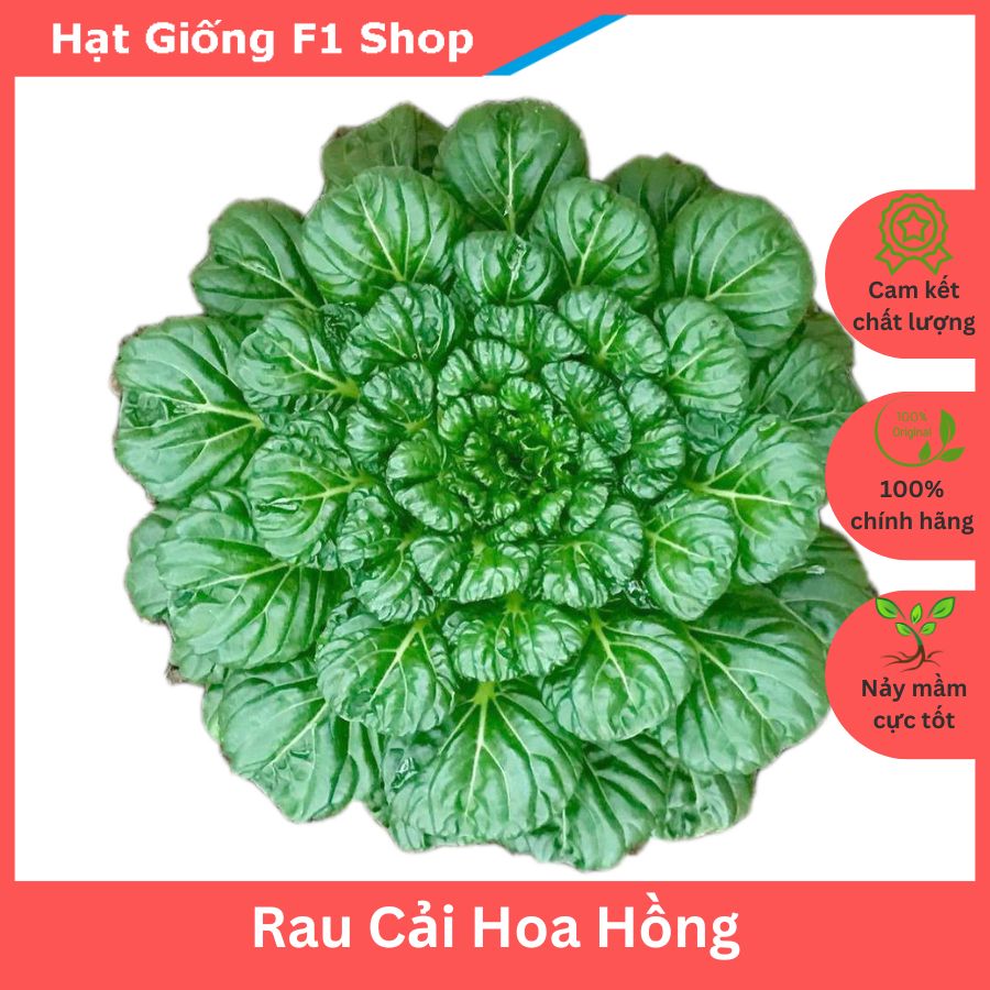 Hạt Giống Rau Cải Hoa Hồng Ngon Ngọt 5 Gam
