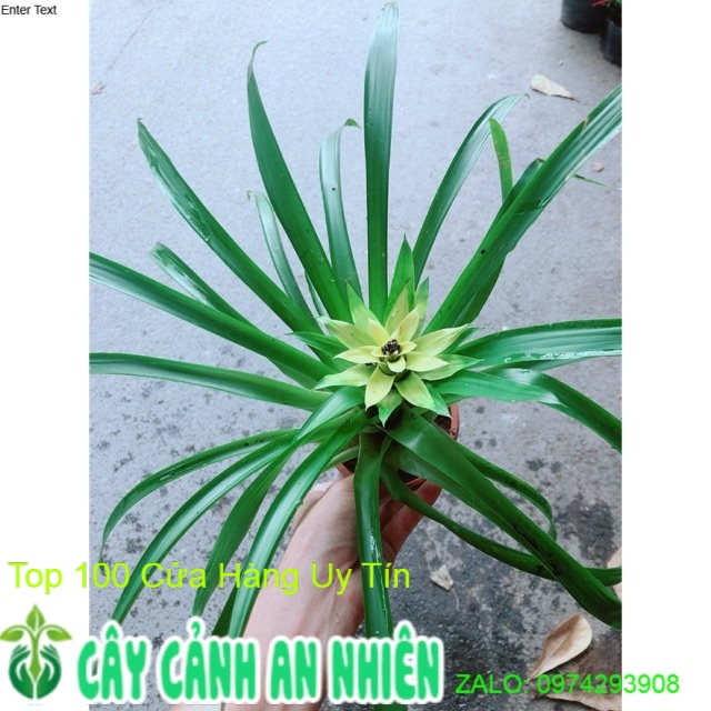 Phát lộc hoa