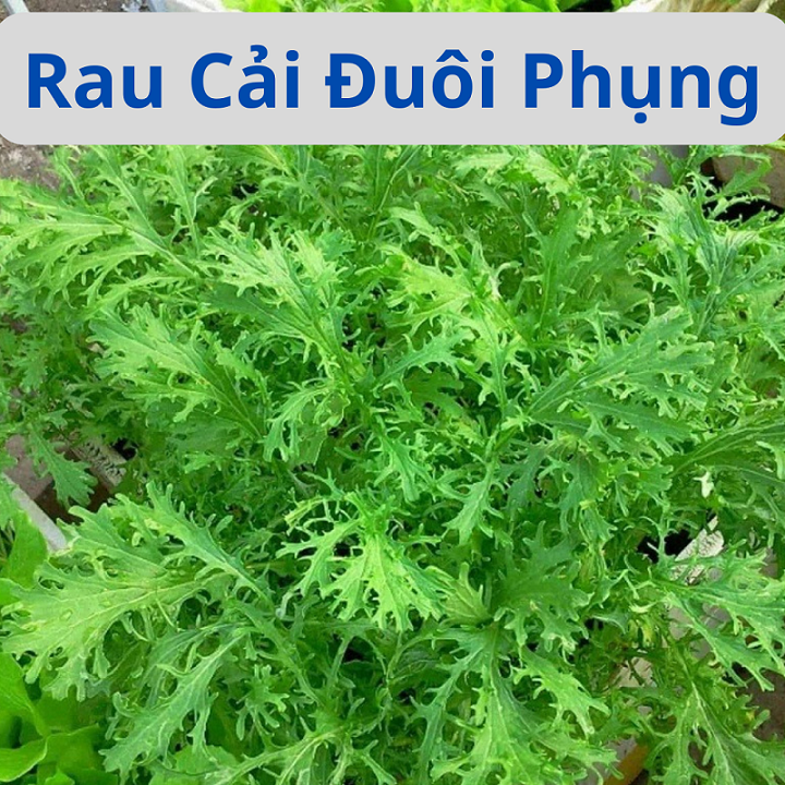 Hạt giống rau cải đuôi phụng - cải ngọt đuôi phụng - gói 20gr