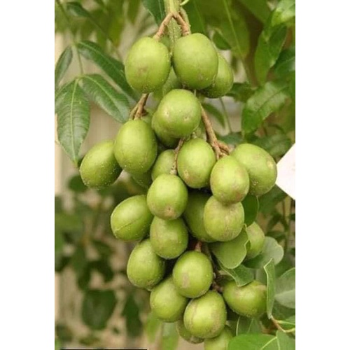 Cây cóc thái ra quả siêu sớm