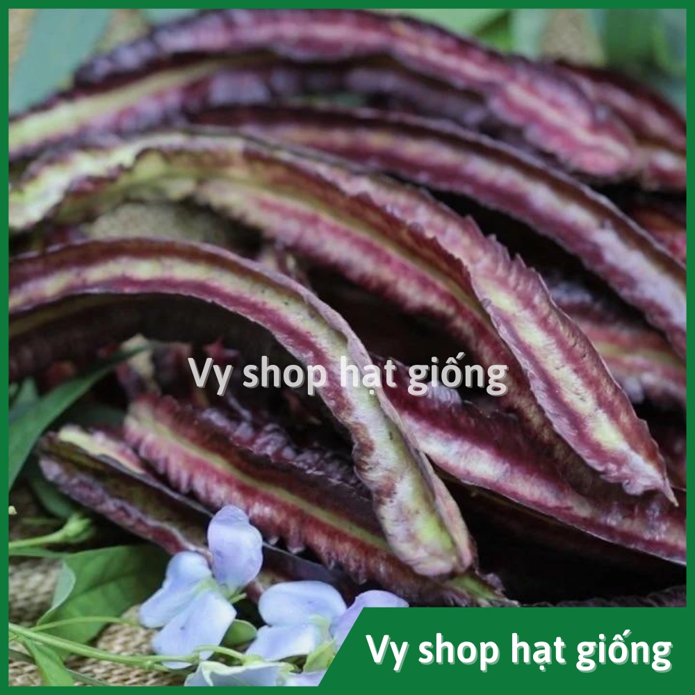 Hạt giống đậu rồng tím (đậu khế) Thái Lan gói 10 hạt
