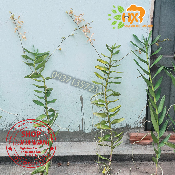 [HCM]CÂY LAN BÒ CẠP RẰN - CÂY CÓ 2 VÒI HOA