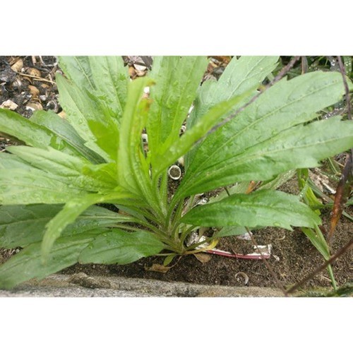 Cây ngải dại giống