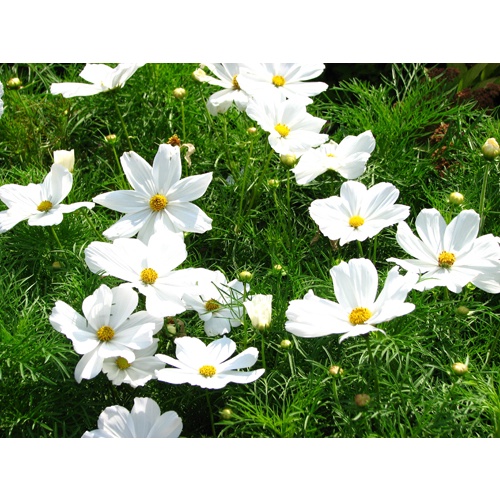 Hạt giống sao nhái trắng (tặng kèm phân bón và kích mầm)