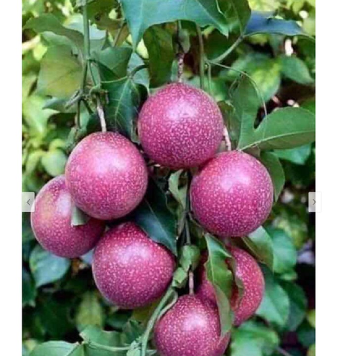 Cây giống măng cụt vàng úc nhập khẩu