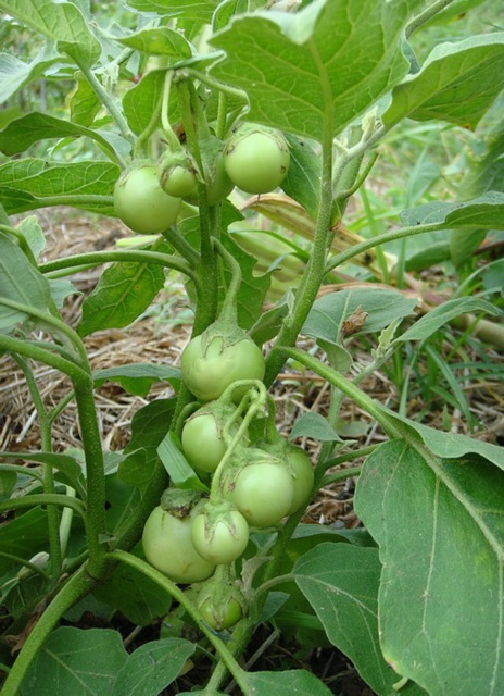 HẠT GIỐNG CÀ PHÁO XANH