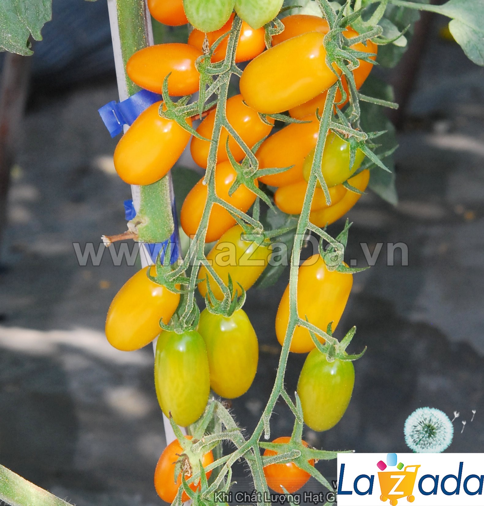 10h Hạt Giống Cà Chua Cherry F1 Vàng CHỊU NHIỆT Brix10 TG15 (A2.101| C3*W62*M205)