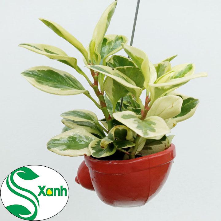 Chậu Treo Trường Sinh
