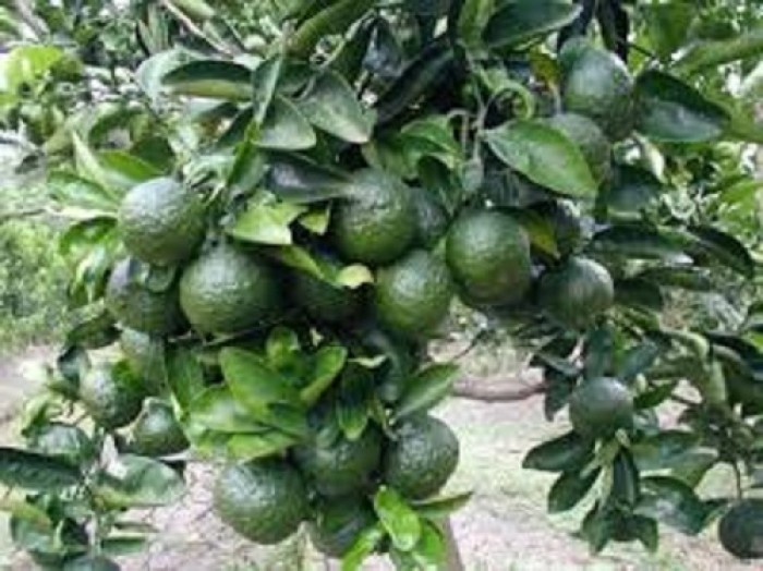 CÂY GIỐNG CAM SÀNH MIỀN NAM