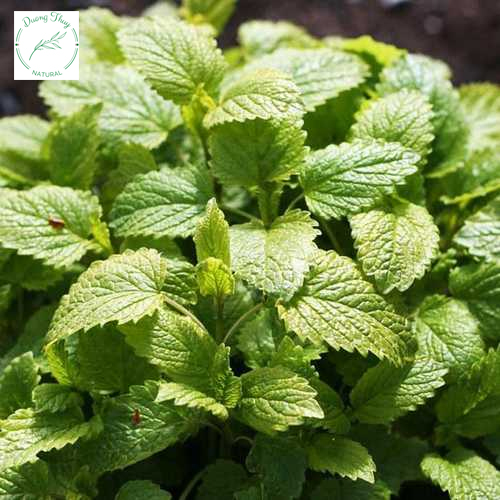 Hạt giống Bạc hà chanh (rau bạc hà Lemon Balm)