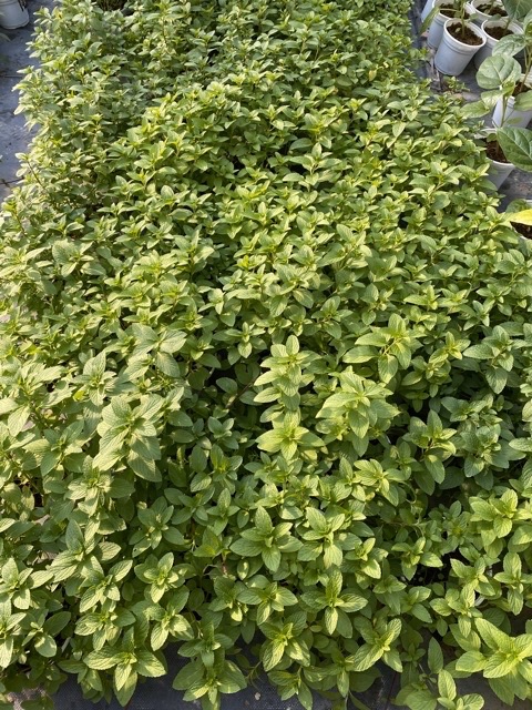 BẠC HÀ PEPPERMINT BỤI LỚN