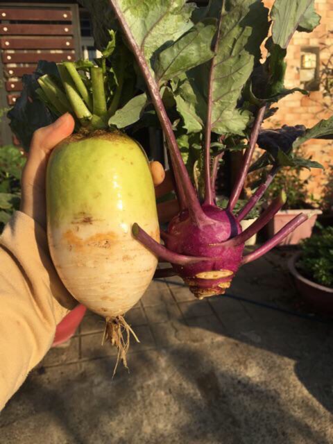 Hạt giống củ cải hàn quốc