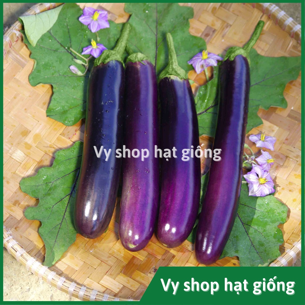 Hạt giống cà tím dài cao sản Thái Lan gói 50 hạt