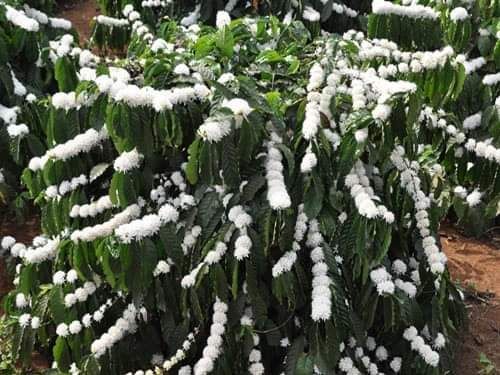 1 lít Mật ong hoa cafe Đaklak