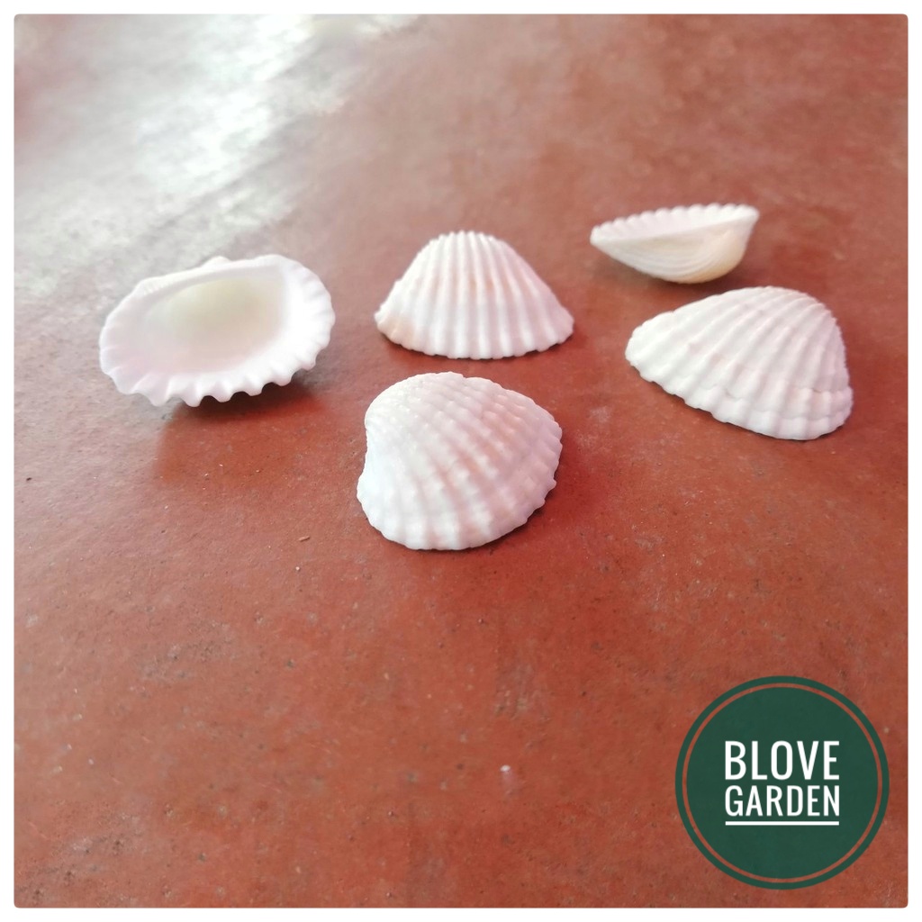 Tiểu cảnh mini - Vỏ sò trang trang trí chậu cây, bể cá, làm tiểu cảnh terrarium, làm mô hình, sen đá, xương rông