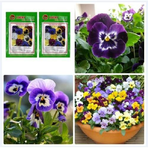 Hạt giống hoa Pansy Viola mix nhiều màu canh đơn - 1 gói 100 hạt
