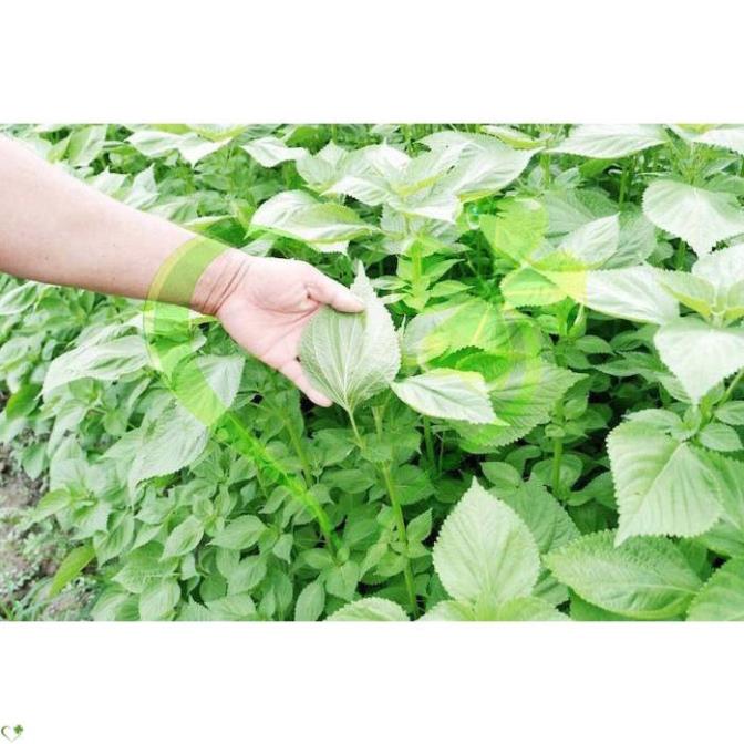Hạt giống rau thơm mè Hàn Quốc - Gói 1g