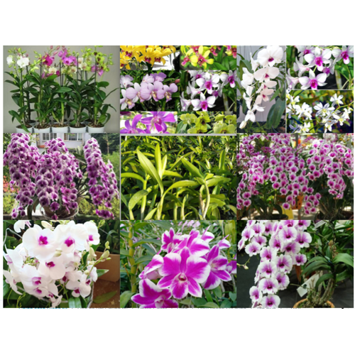 hoa lan denro đủ màu, hàng rất khỏe đẹp