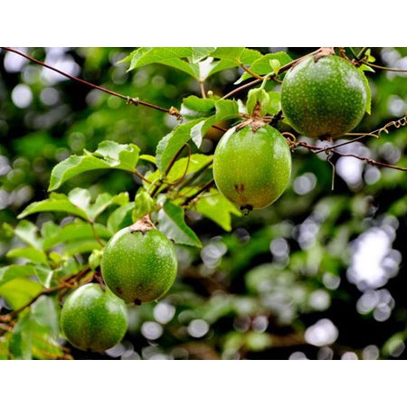 Hạt Giống Chanh Dây Rạng Đông 0.2gram