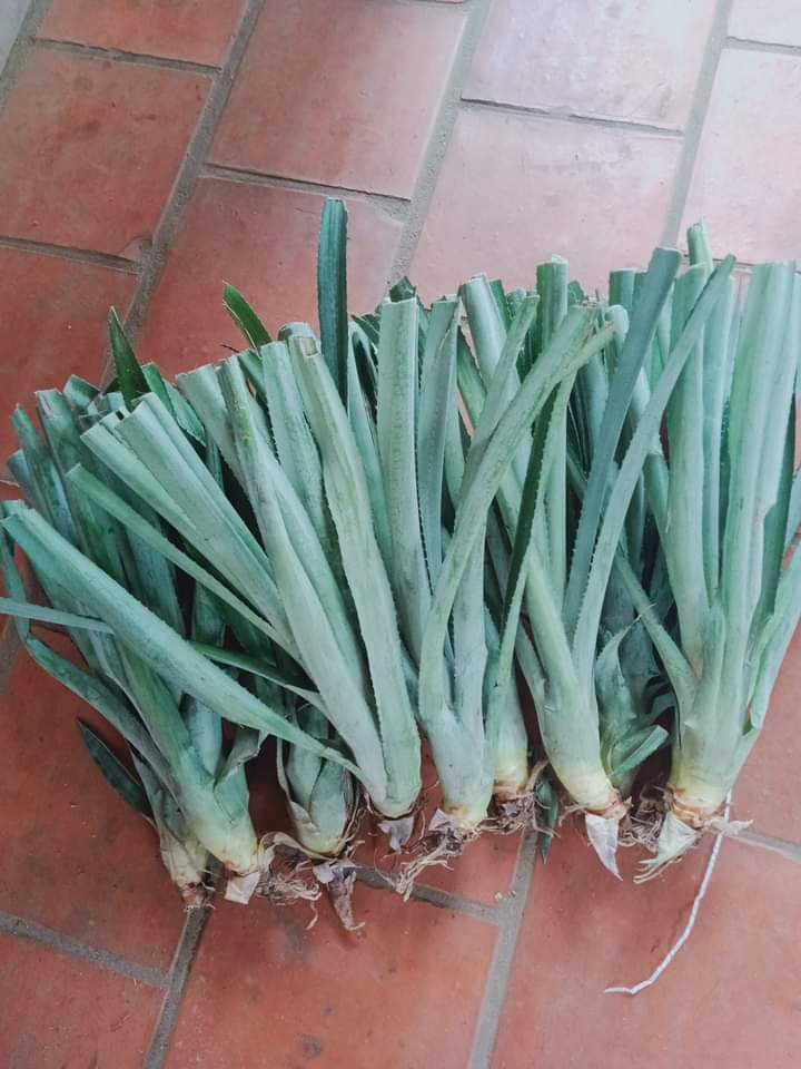 Giống Dứa, Khóm, Thơm Mật MD2