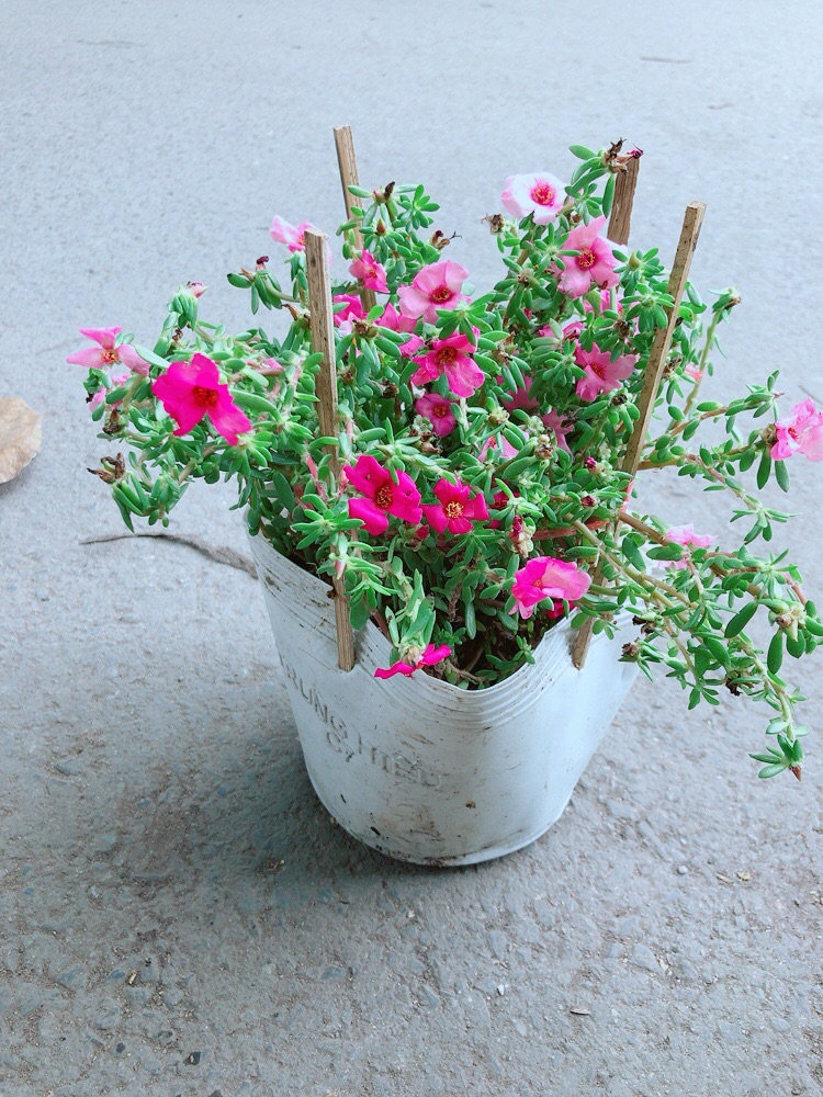 Hoa Mười Giờ Giống Mới