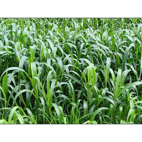 Hạt giống cỏ Sudan lai - Cỏ Cao Lương (gói 200g)