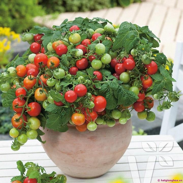 Gói 30 hạt giống cà chua chuỗi ngọc