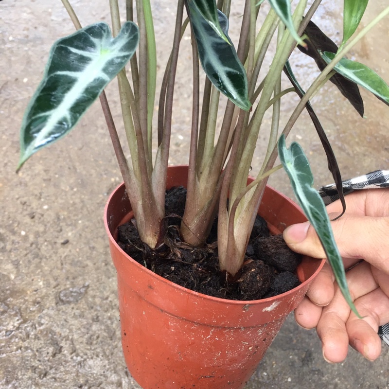 Cây Môn Quan Âm (Cây Môn Tím) Để Bàn [Sản Phẩm Như Hình]
