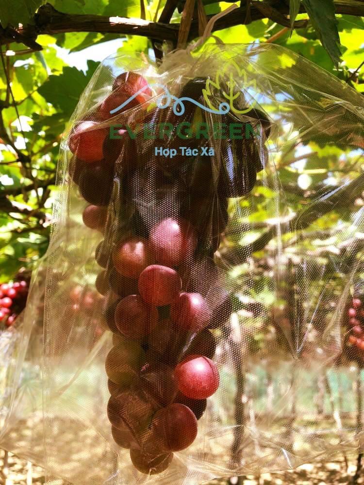Nước nho đỏ lên men 500ml- HTX Evergreen