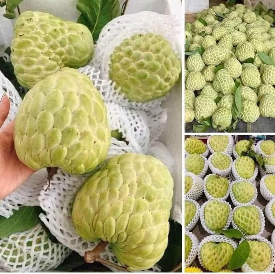 Na thái (Na nữ hoàng) Chỉ giao HN và HCM