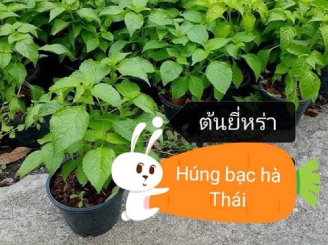 Hạt Giống Bạc Hà Cây Thái Lan ( Thailand Tree Basil Seed)