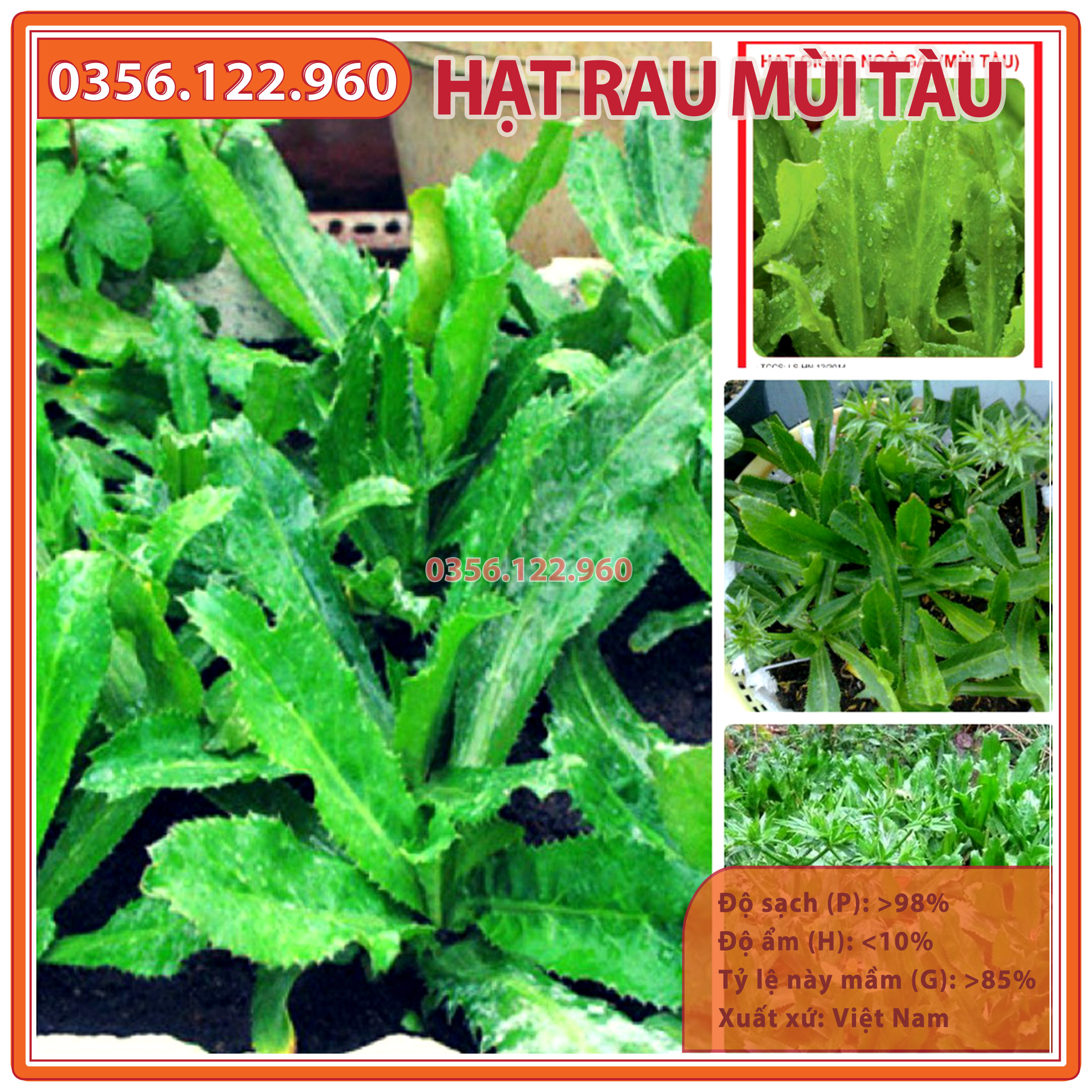 5gr Hạt giống rau ngò gai (mùi tàu, ngò tây, răng cưa)