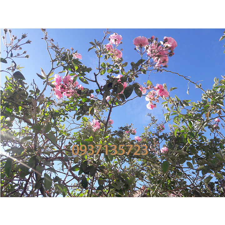 COMBO 5 CÂY HOA HỒNG TẦM XUÂN CON