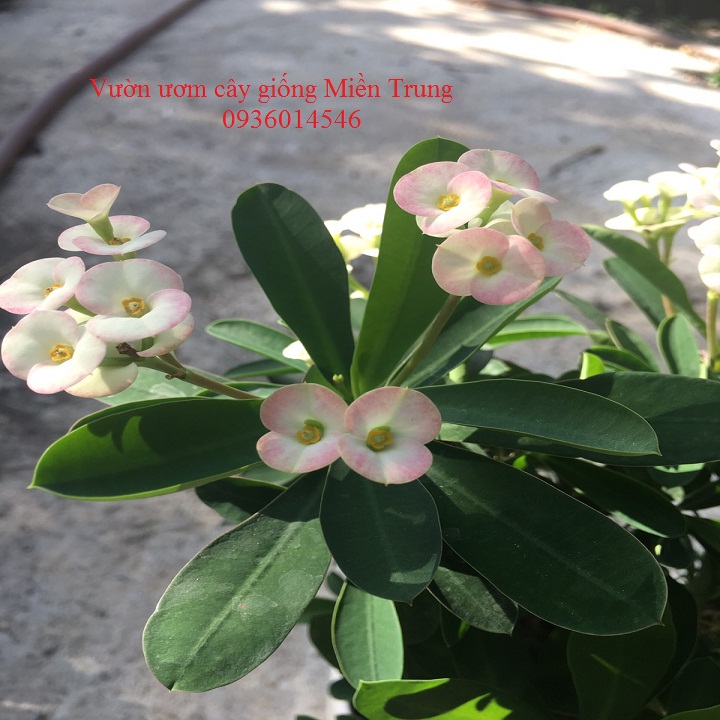 Cây hoa xương rồng bát tiên (chậu nhựa)