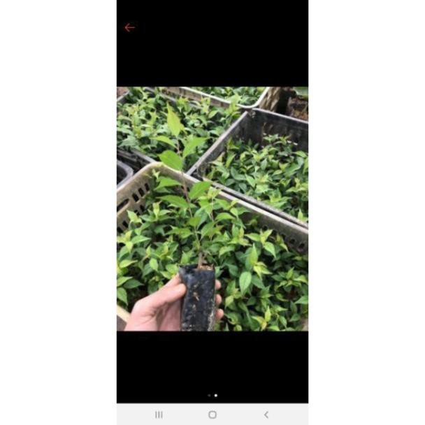 Cây giống nhất chi mai (Hoa Mai trắng.  co 2 màu  trắng. Hồng)